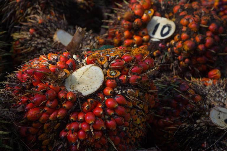 Palm-oil-is-used-in-nearly-half-of-modern-consumer-packaged-goods-from-chips-and-candy-to-cosmetics.jpg