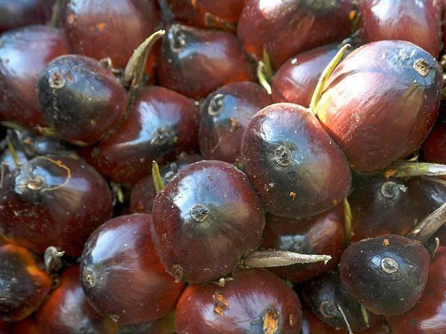 Palm-oil-kernels-harvested-in-Honduras.jpg