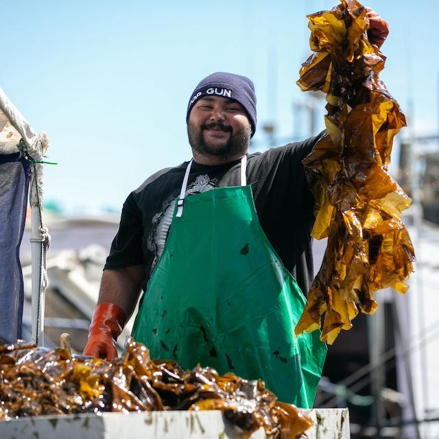 A Blue Evolution employee harvesting seaweed — phytomining. 