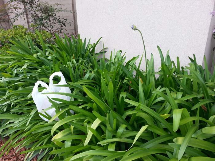 Plastic-bag-litter.jpg