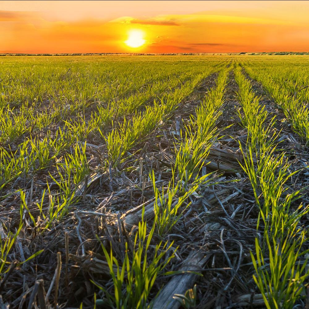 Regen Wheat Field