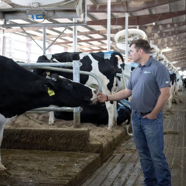 Ken McCarty reaches towards a cow while walking through a barn at a MVP Dairy farm.