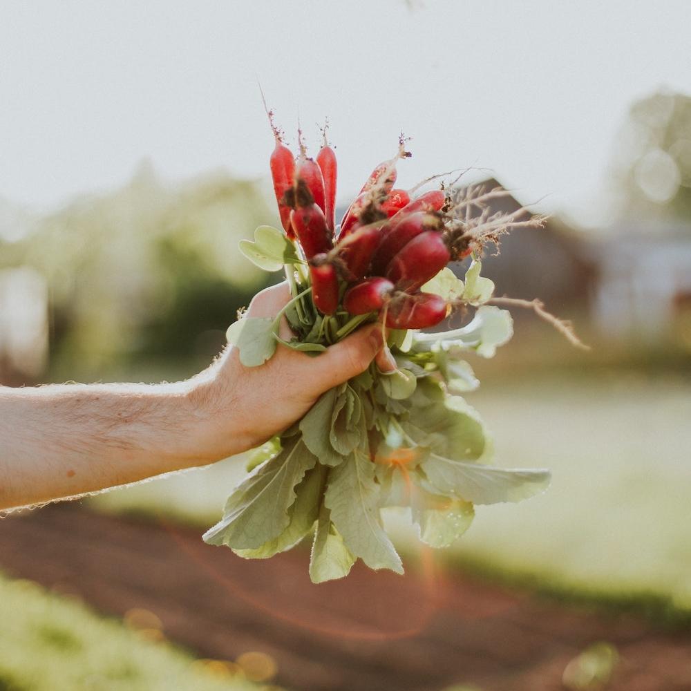 Regenerative Agriculture 