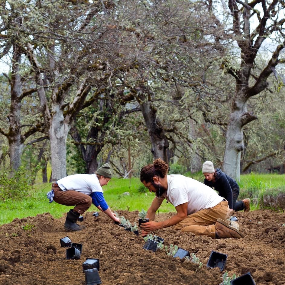 People planting herbs on a farm. 