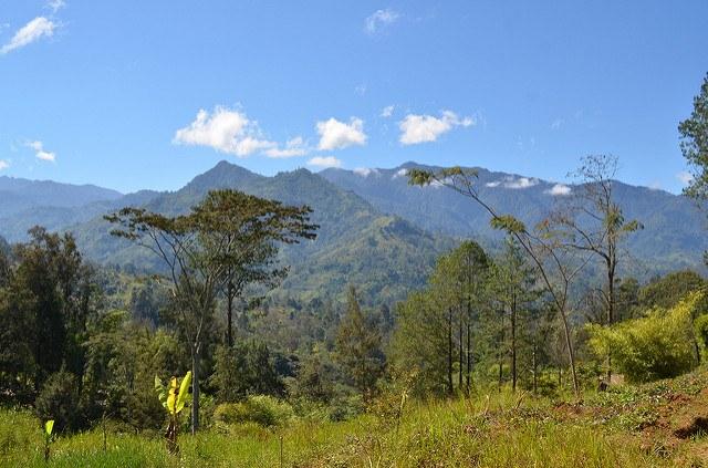 Rich-in-forests-Papua-New-Guinea-could-use-more-as-it-seeks-to-mitigate-climate-change.jpg