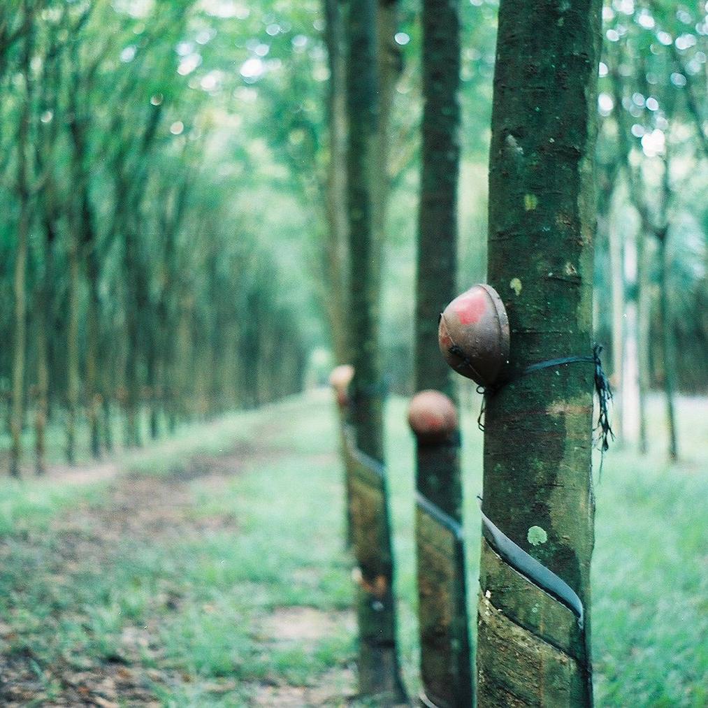 rubber farm