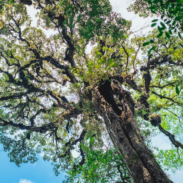 A tree from below — SBTi