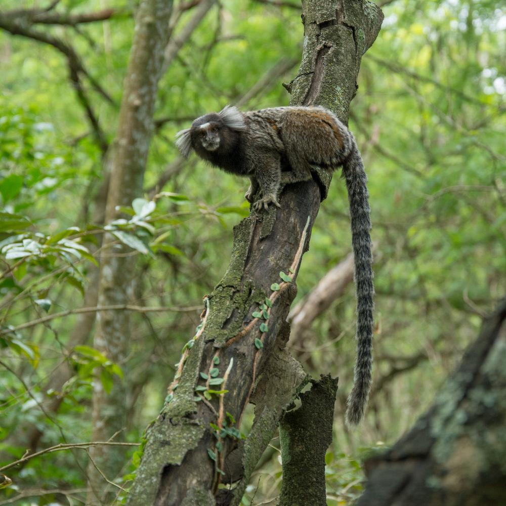 Saving Neglected Forests - Marmoset in the Atlantic Forest