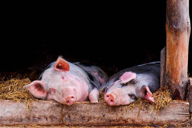 Smithfield-believes-pigs-can-soon-provide-a-safe-source-of-human-organ-donations.jpg