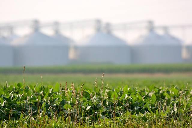Soybeans-on-a-Central-Illinois-farm.jpg