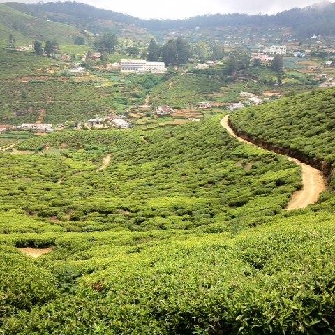 Tea-stretches-as-far-as-the-eye-can-see.jpg