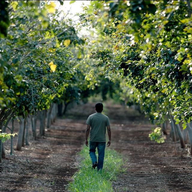 A farmer walks through a field of pongamia trees.