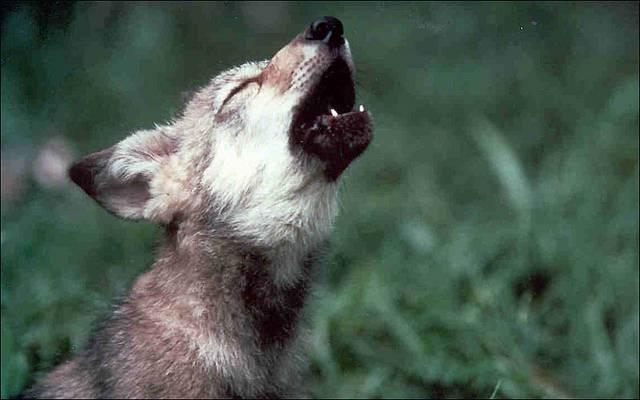 The-Mexican-wolf-the-recovery-of-which-has-been-attributed-to-the-Endangered-Species-Act.jpg