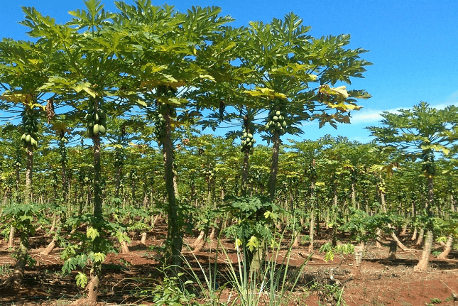 The-worlds-forests-are-under-attack-but-Greenpeace-and-businesses-say-a-new-methodology-may-help.png