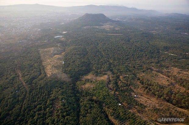 This-Greenpeace-photo-shows-avocado-groves-sprouting-up-at-the-expense-of-natural-forests.jpg