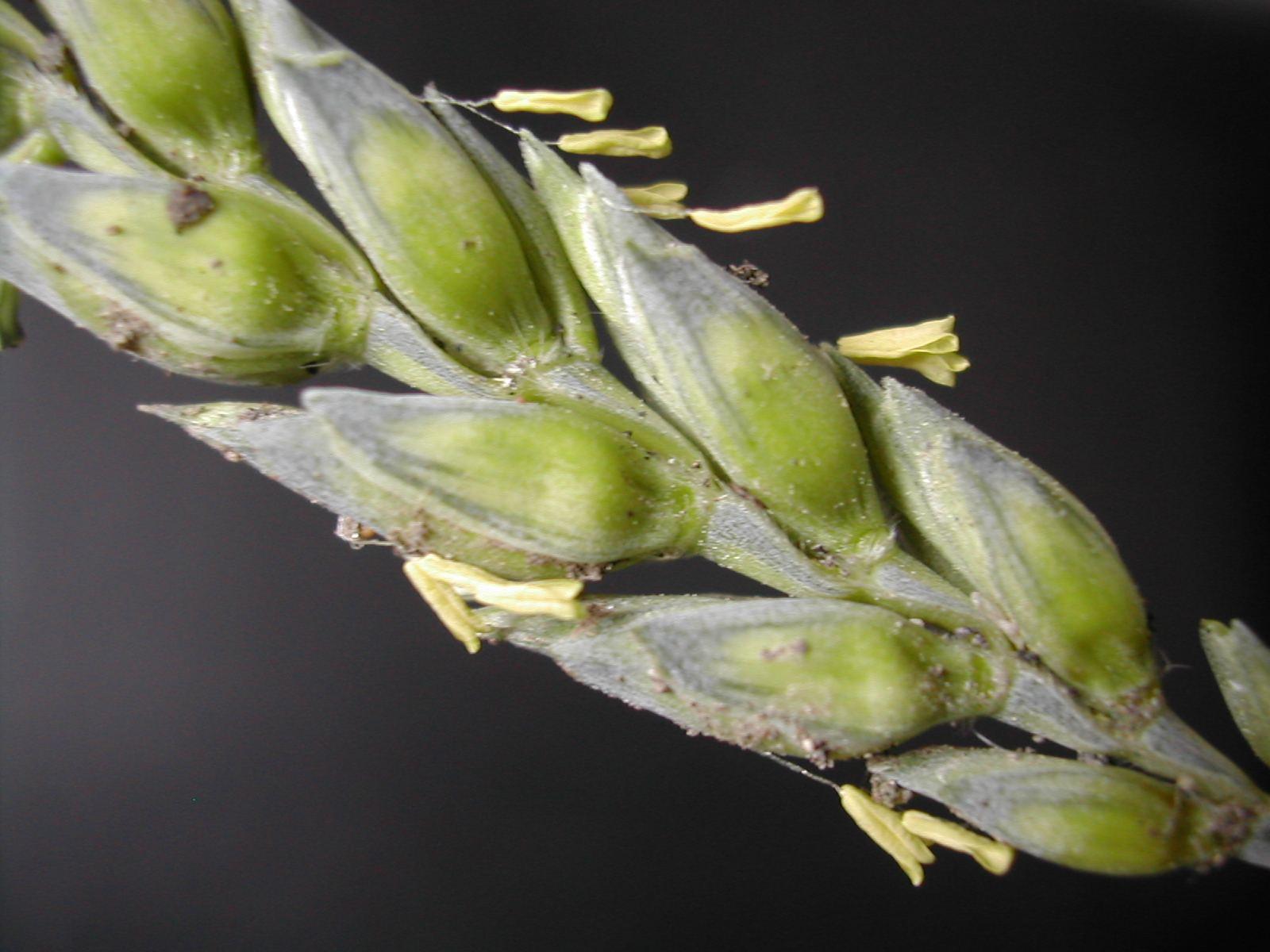Transitional-crops-such-as-red-winter-wheat-may-end-up-in-Kashi-products-soon.jpg