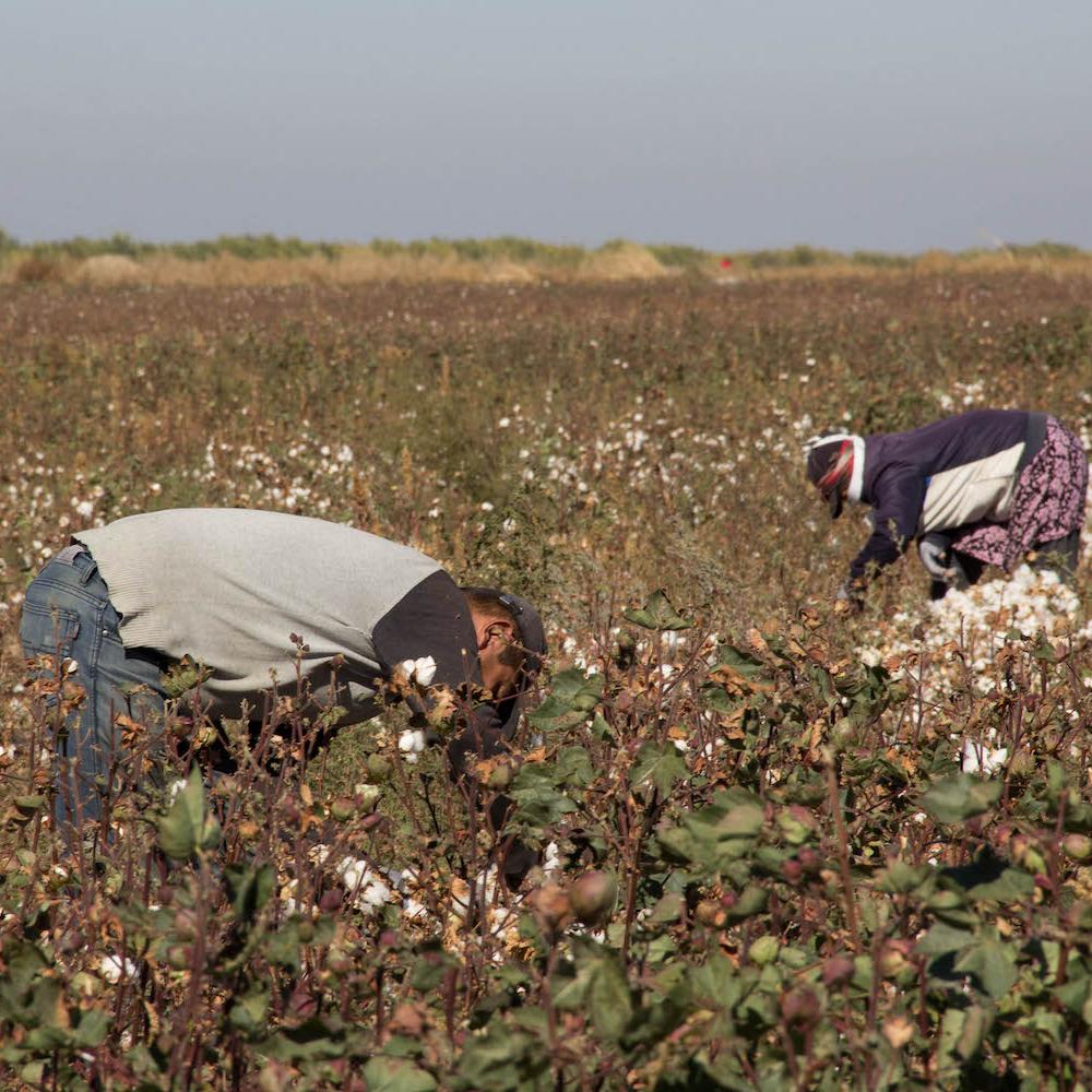 People harvest cotton in a field in Uzbekistan. 