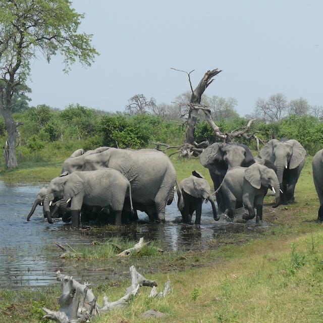 An African elephant herd drinking water — elephant conservation