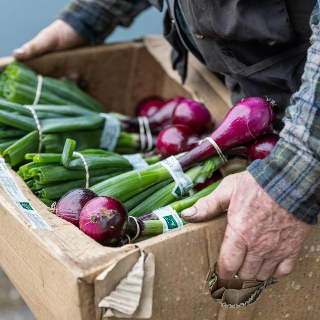 A person holding a box of onions — food waste