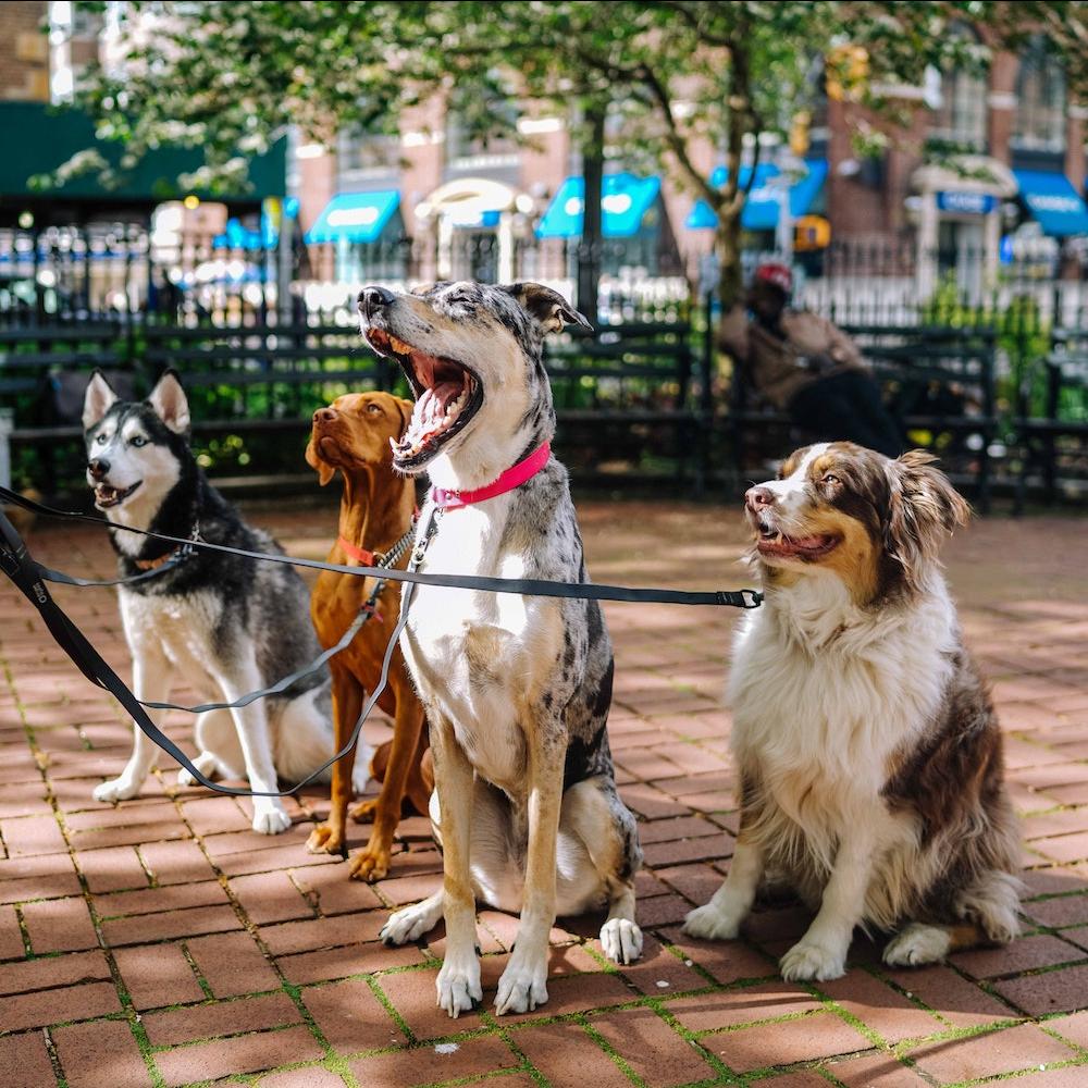 Walking four dogs in New York