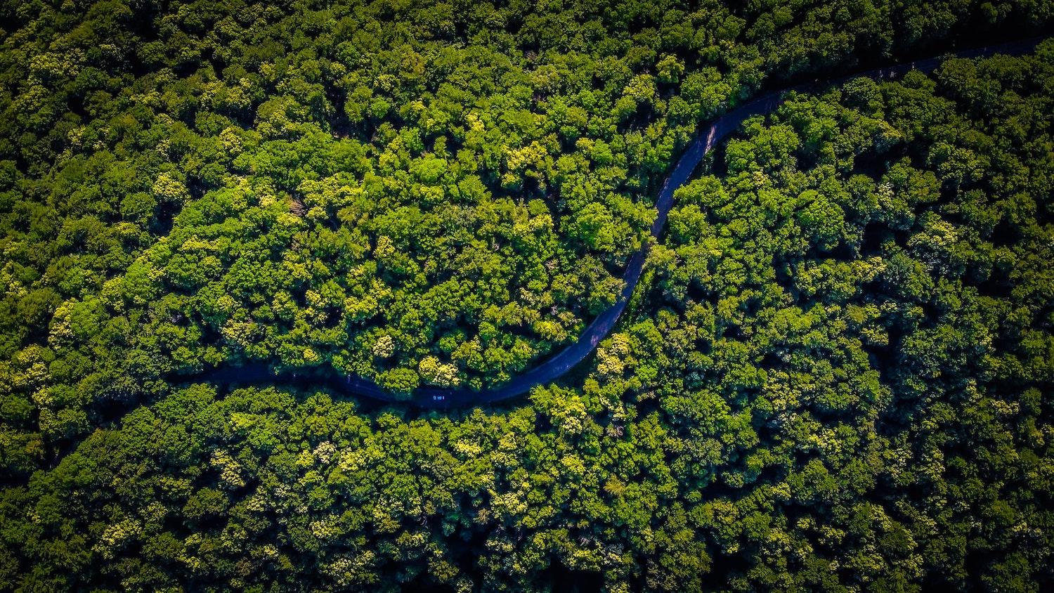 aerial shot forest - fighting deforestation