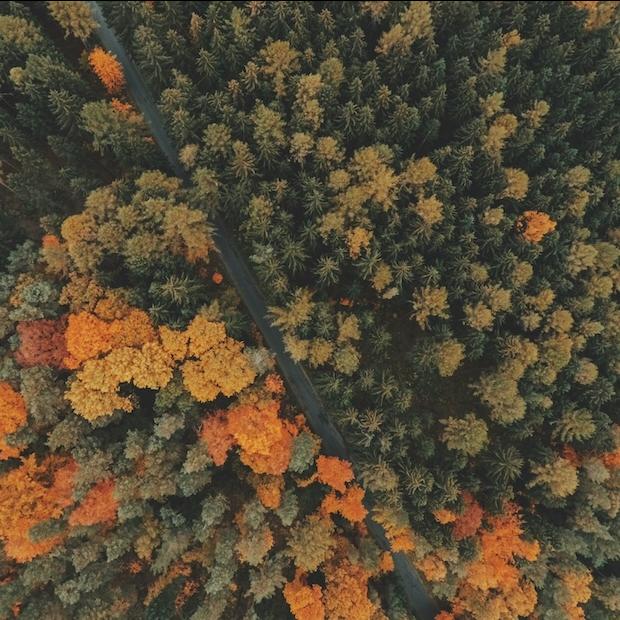 aerial view of trees in a forest