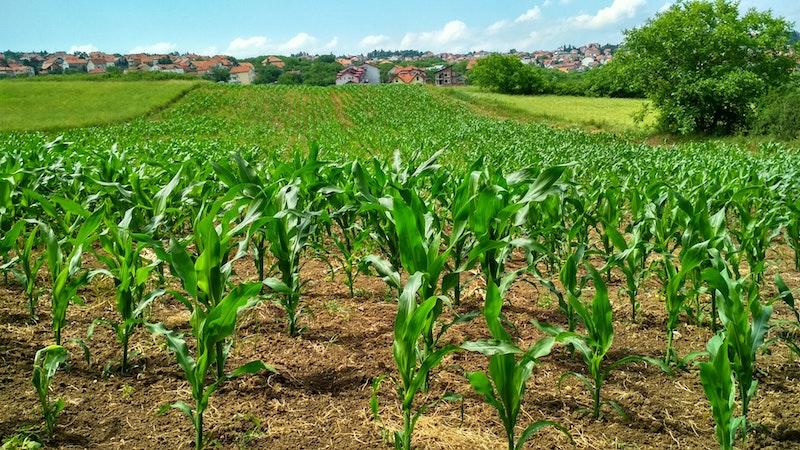 agriculture-corn-cornfield-1112080.jpg
