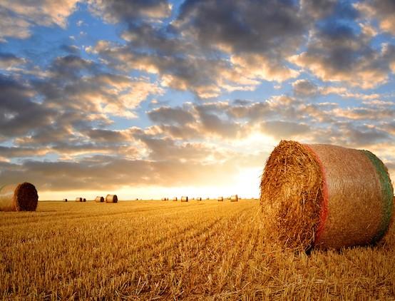 agricultureimage.jpg