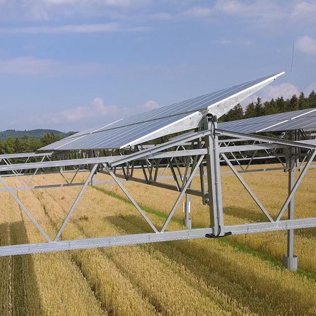 Crops growing under solar panels, a practice known as agrivoltaics. 