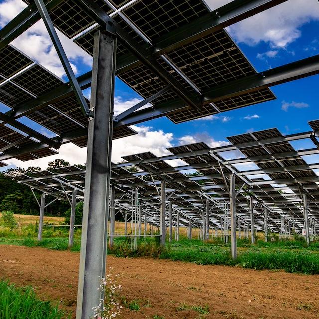 A farm practicing agrivoltaics by growing crops under raised solar panels.