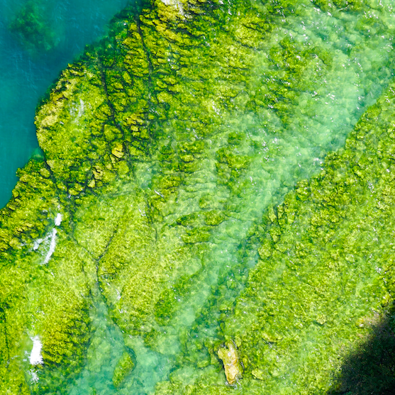 Algae