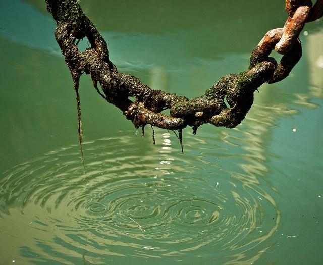 algae-chain1.jpg
