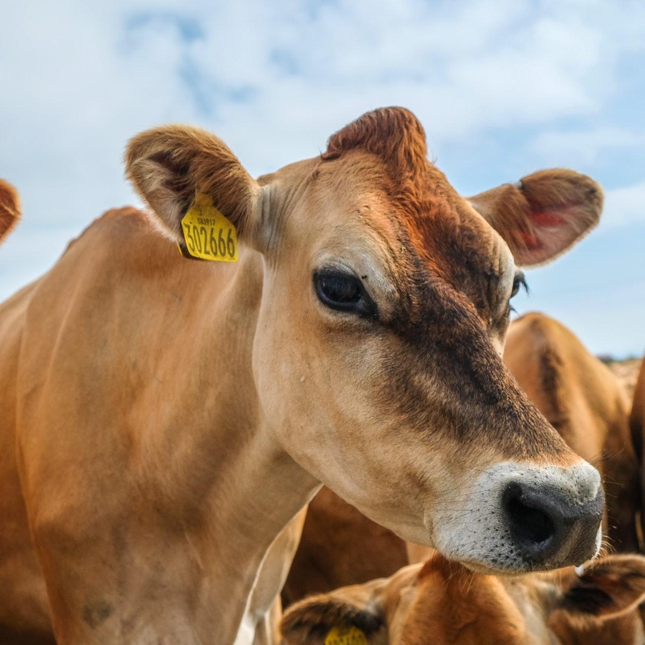 Animal Protein
