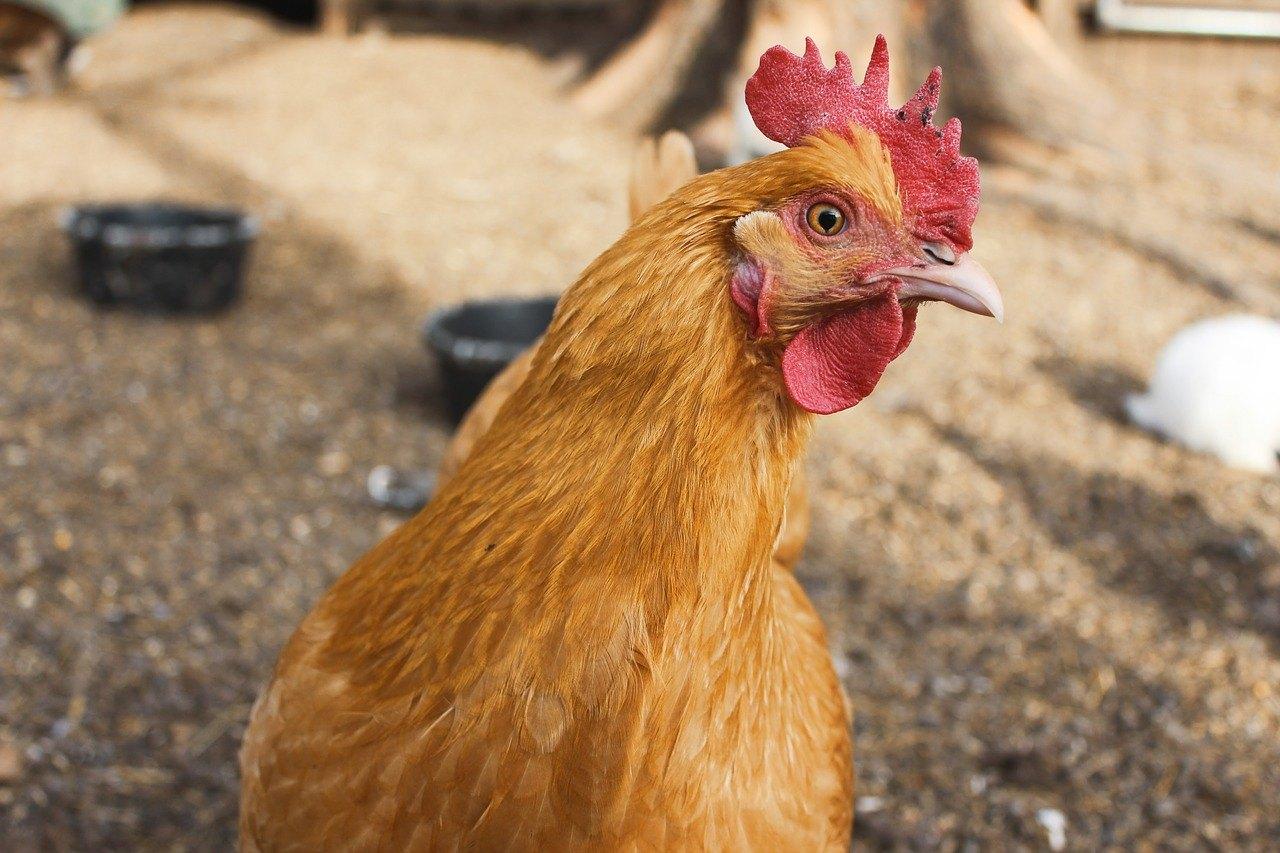 animal-1842298_1280.jpg