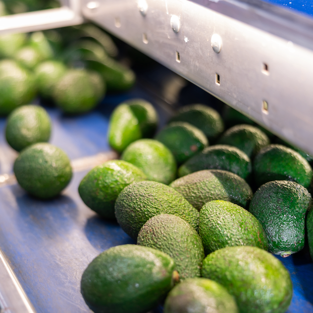 avocado sorting and packing