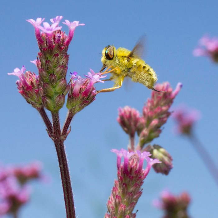 Biodiversity