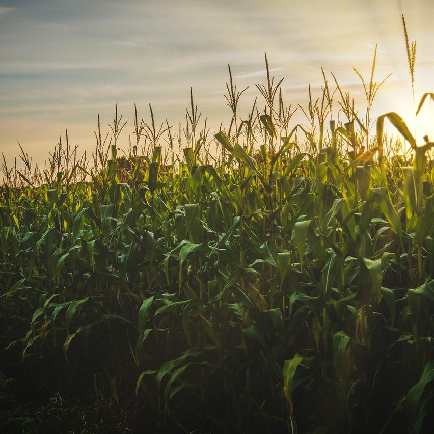 Biofuel