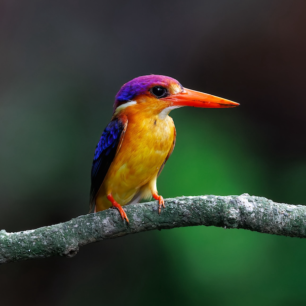brightly colored kingfisher bird on a branch in a forest in Maharashtra India - paying Indian farmers to conserve forests