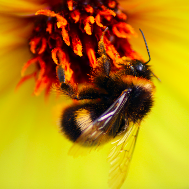 Bumble Bees
