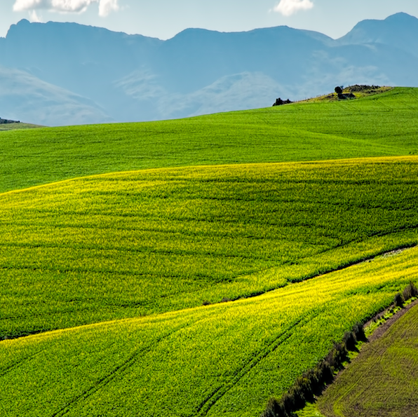 The path for gene-edited foods to widespread commercialization has begun, and they could be an important key to unlocking questions over long-term food security worldwide. 