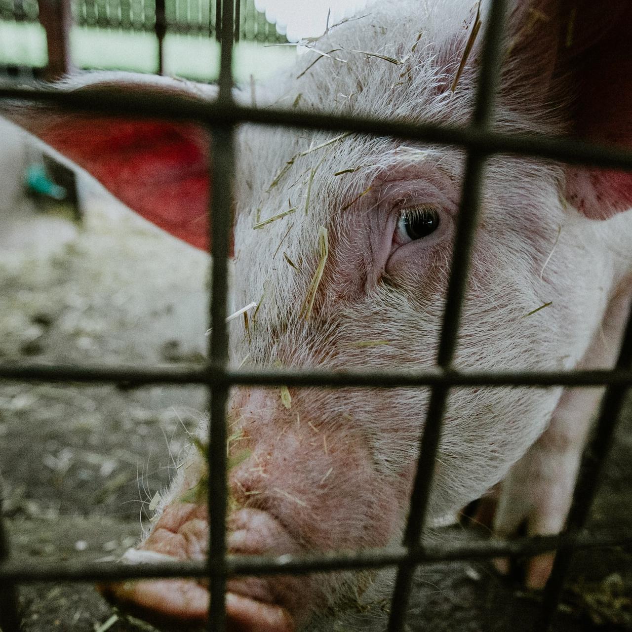 Animal Welfare