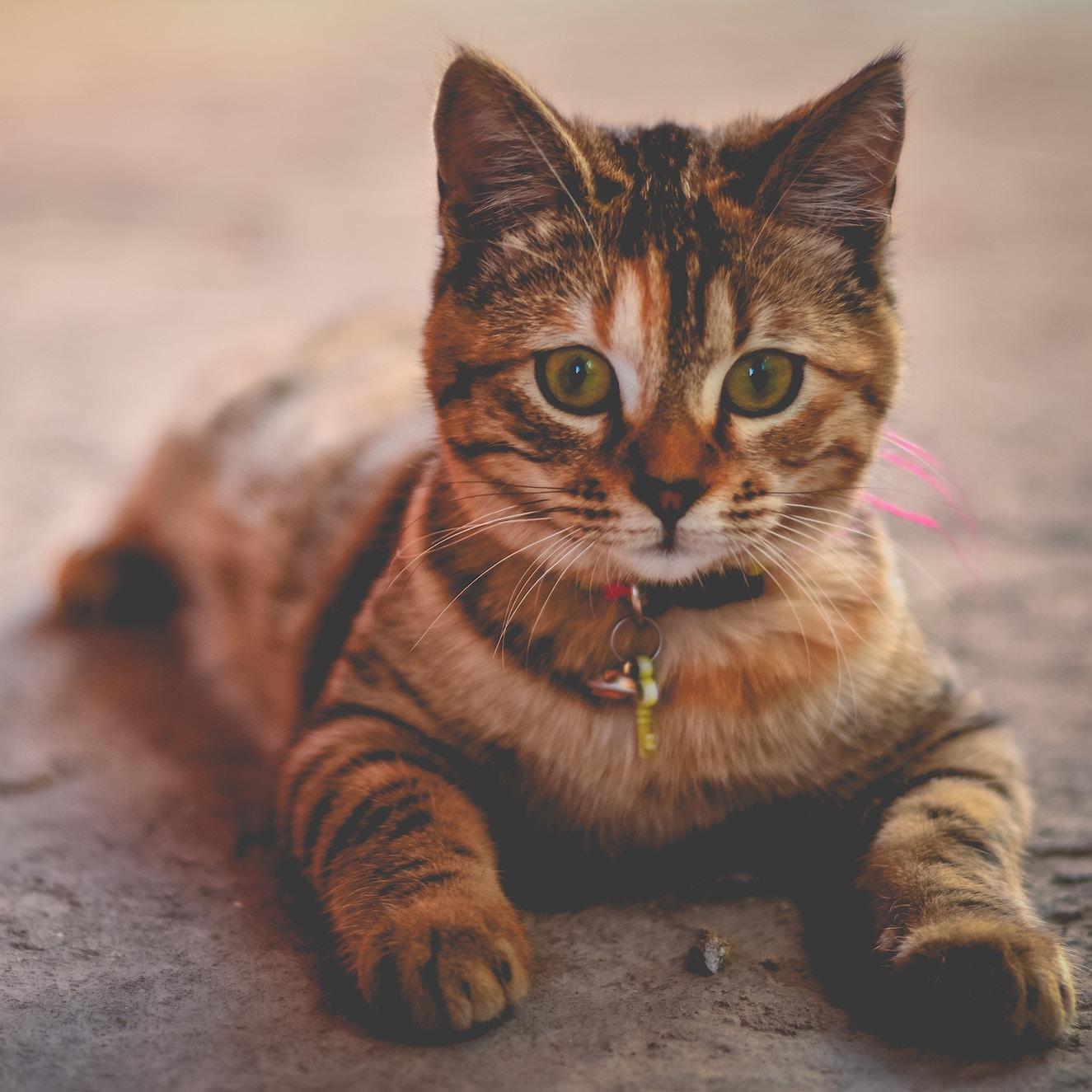 cat