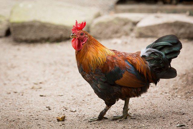 chicken.jpg