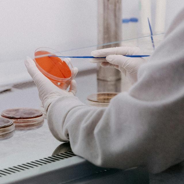 A scientist swabs a Petri dish — citizen scientists