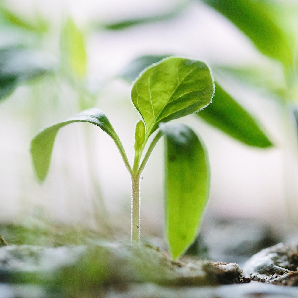 close up of plant seedlings - agriculture - climate-smart agriculture