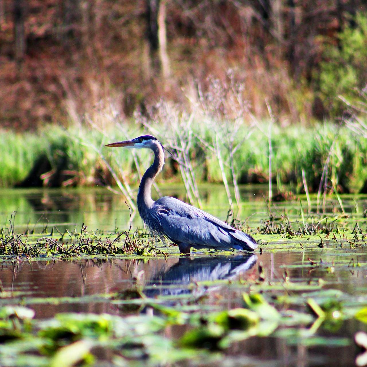 Coastal wetlands