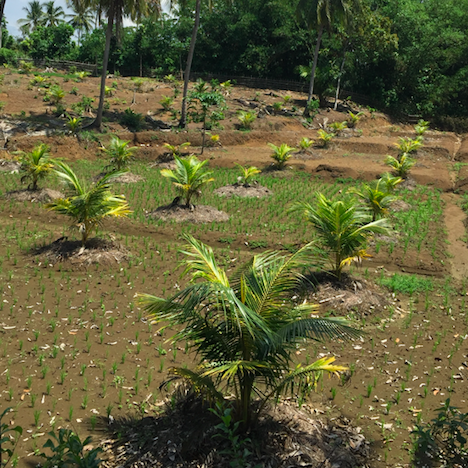 coconut trees
