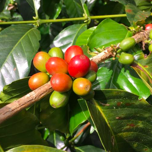 single-origin coffee