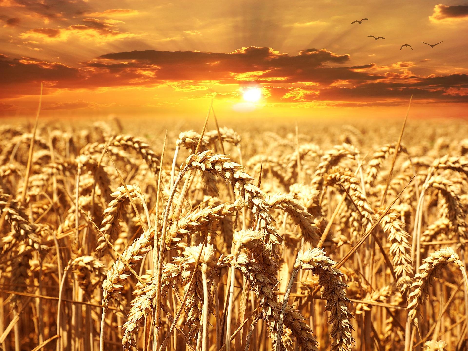 Wheat Straw