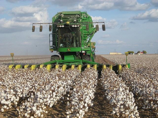 conventional_cotton_KimberlyVardeman.jpg